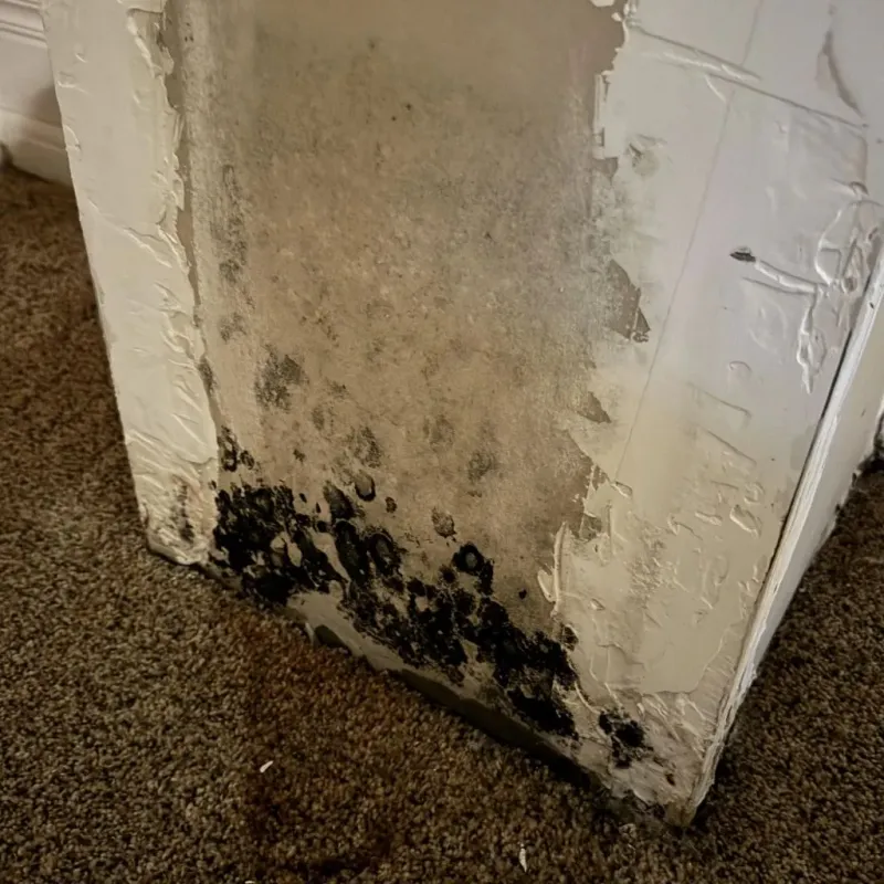 Professional Mold Removal in Huntsville, AL